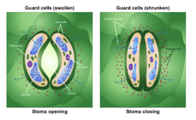 * swell - open stomata 
* shrink - closed stomata 
* at night they shrink, reducing water loss by evaporation