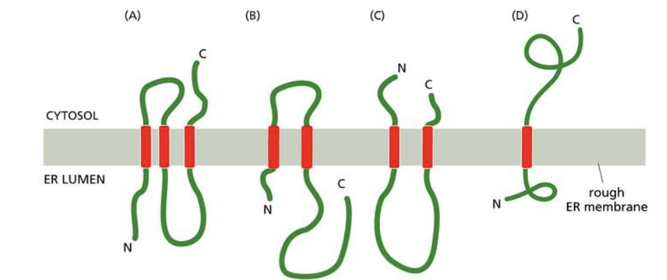 <p>A certain membrane protein is found on the ER membrane with the N-terminus on the ER side of the membrane and the C-terminus on the cytosol side of the membrane. The protein contains three transmembrane domains. What would be the orientation of the protein across the ER membrane if the gene were mutated such that the third transmembrane domain coded for hydrophilic amino acids?</p><p>A) A</p><p>B) B</p><p>C) C</p><p>D) D</p>