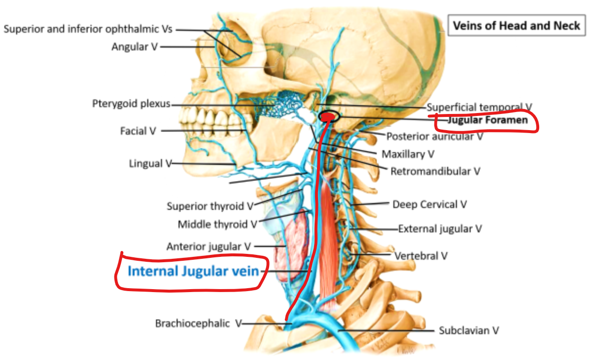 <p>The upper end of internal jugular vein dilates into internal jugular fossa.</p><p><strong>A. Yes</strong></p><p></p>