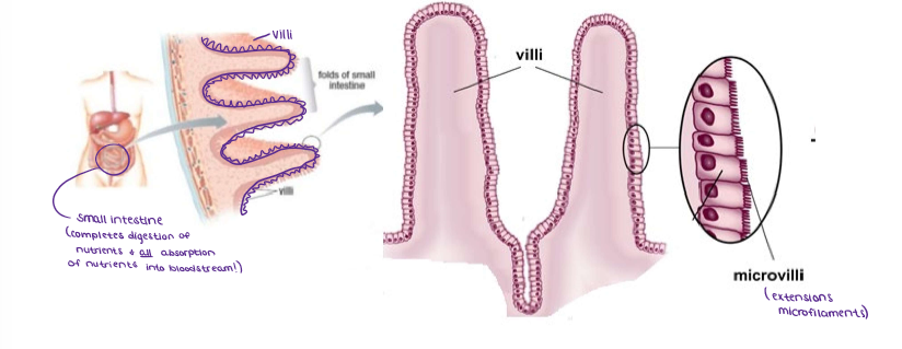 <ul><li><p><strong><u>Villi</u></strong> and <strong><u>microvilli (these are filled with microfilaments)</u></strong> are finger like projections of the small intestine to increase surface area to increase absorption of nutrients into the bloodstream.</p></li></ul><p></p>