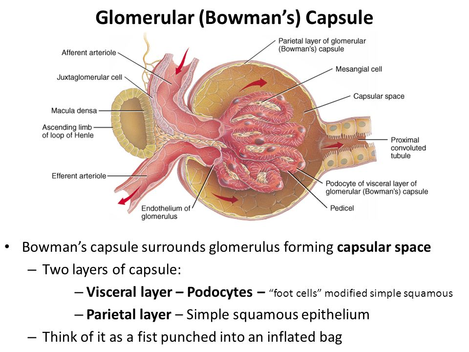 <ul><li><p><span><span>Double-walled capsule</span></span></p><ul><li><p><span><span>Inner (visceral) layer</span></span></p><ul><li><p><span><span>Visceral layer</span></span></p><ul><li><p><span><span>Adheres closely to capillaries</span></span></p></li><li><p><span><span>Composed of podocytes that create a permeable layer</span></span></p></li></ul></li></ul></li><li><p><span><span>Outer (parietal) layer</span></span></p><ul><li><p><span><span>Simple squamous epi</span></span></p></li></ul></li><li><p><span><span>Space between layers</span></span></p><ul><li><p><span><span>Capsular space</span></span></p></li><li><p><span><span>Where filtration from glomerulus enters</span></span></p><ul><li><p><span><span>Collects into convoluted tubule</span></span></p></li></ul></li></ul></li></ul></li></ul><p></p>