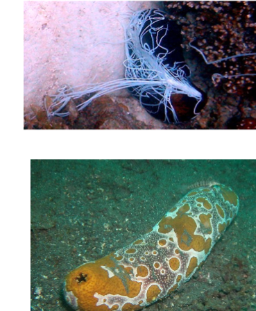 <p>in&nbsp;phylum echinodermata, sea cucumbers, soft bodies, reduced ossicles, endoskeletons, eviscerate to defend self </p>