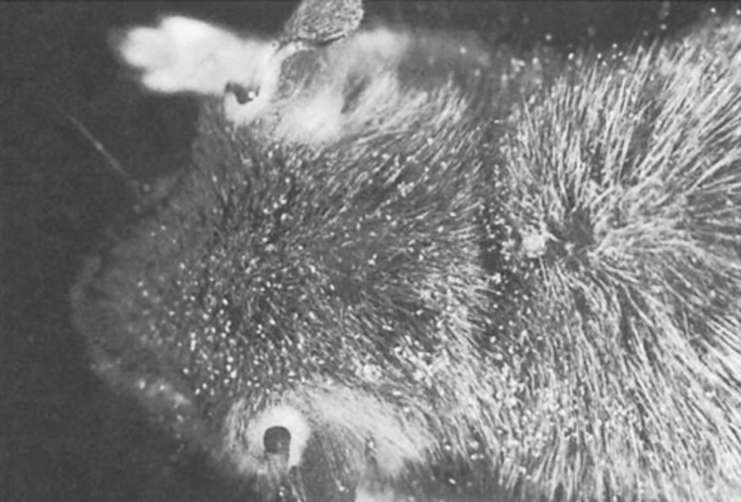 <p>Which of the following is TRUE about the most clinically significant organism that causes this appearance in a mouse?</p><p>A. The organism responsible can cause keratotic cysts that are noted on histopathological examination of the skin</p><p>B. The organism responsible has a life cycle that can be completed in 23 days</p><p>C. The organism responsible is the most common ectoparasite of the laboratory mouse.</p><p>D. The organism responsible is thought to feed on skin secretions, interstitial fluid, and blood.</p>