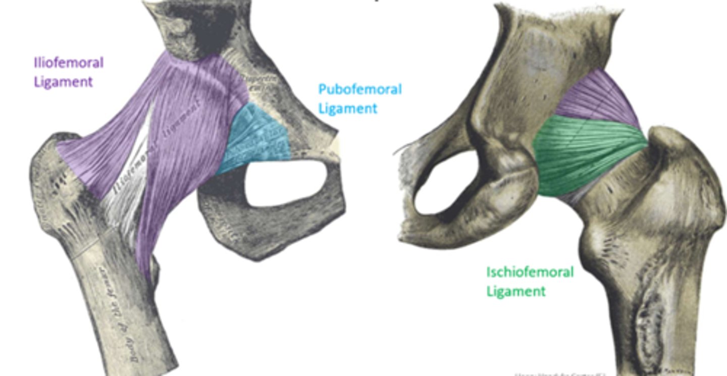 <p>connects AIIS and acetabular rim to intertrochanteric line</p><p>resists hyperextension through corkscrew mechanism</p><p>transverse and descending bands</p><p>**purple in picture</p>
