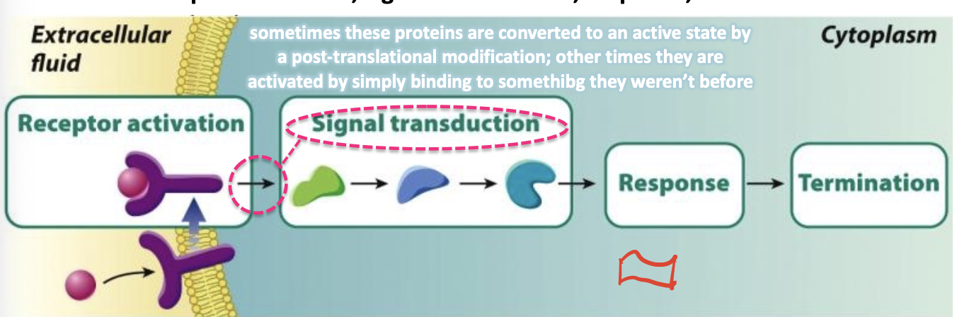 <p>the conversion of the extracellular signal to an intracellular signal</p><p></p>