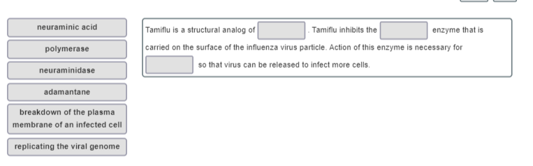 Explain how oseltamivir (Tamiflu) interferes with influenza virus replication.

\
