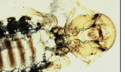 <p>Which louse is the biting louse of horses?</p>