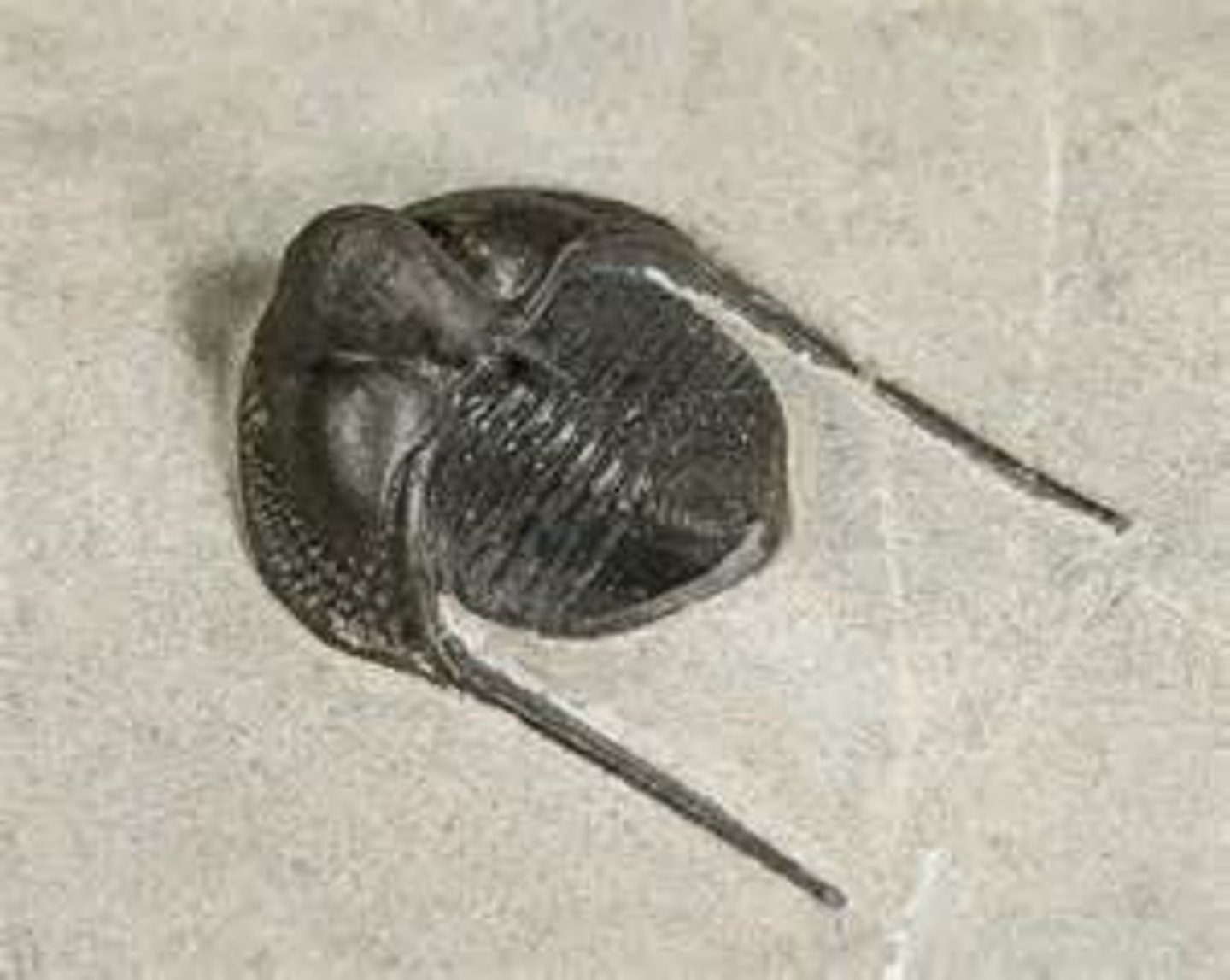 <p>Polymerid trilobite genus</p><p>a genus of extinct trinucleid trilobites that lived during the Ordovician period. They were mostly blind. They are found in the United States, Canada, Venezuela, the United Kingdom, France, the Czech Republic, Morocco and Turkey</p>