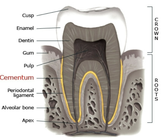 <p>Microscopic Anatomy of Cementum:</p>