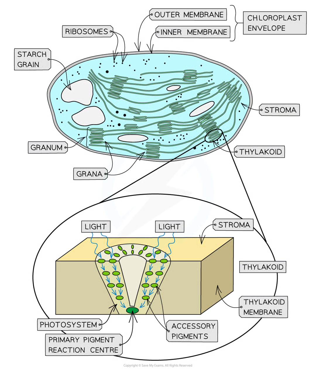 <p>diff pigment mols arranged in funnel-like structures the thylakoid membrane (each pig mol passes energy down to next pig mol in cluster until reaches primary pigment reaction centre)</p>