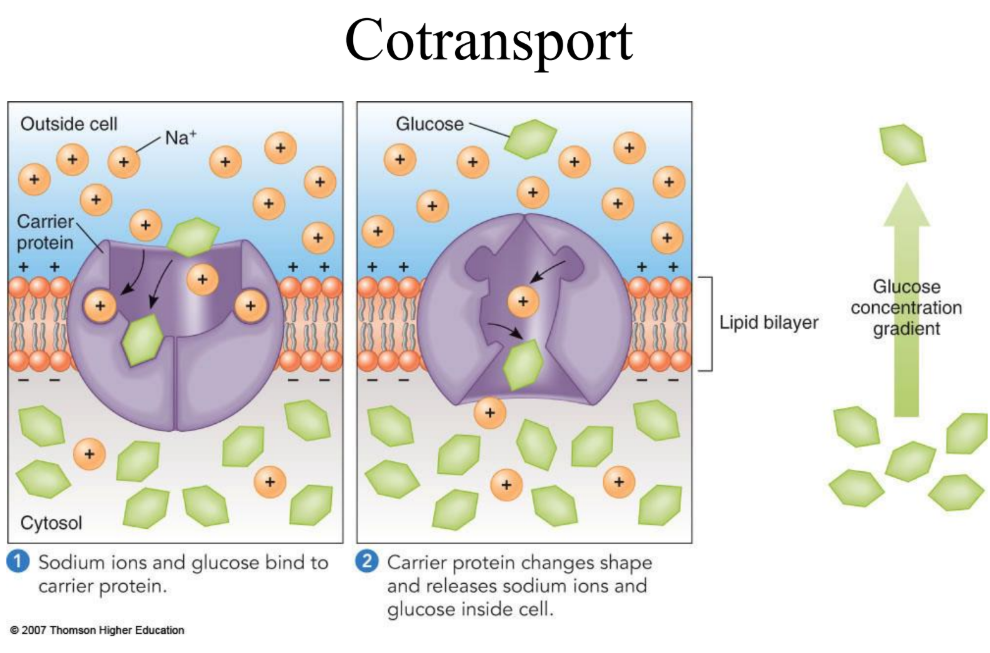 <p><span style="color: rgb(243, 122, 0);">Indirect</span>: transport protein does not use ATP itself, </p><p>• Cotransporter moves 2 solutes together : -One goes down gradient (favorable)</p><p>                                                                     -One goes against gradient (unfavorable)</p><p>•  ATP pump maintains gradient (indirect energy source)</p><p></p>