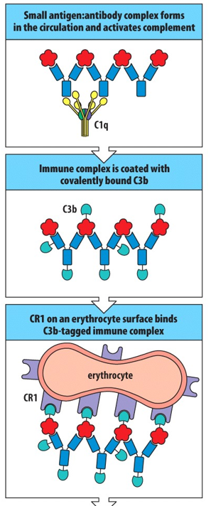 <p><span>Immune complexes covered with C3b; red blood cell</span></p>