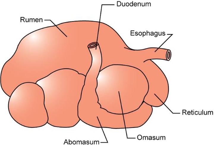 <p>The true stomach in ruminants, similar in function to a monogastric stomach.</p>