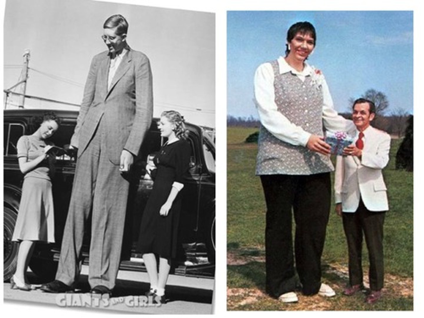 <p>Stimulates growth of bones, muscles, and organs, TT is most body cells, especially bones and muscles.</p><p>- too much GH = gigantism</p><p>- too little GH = pituitary dwarfism</p>