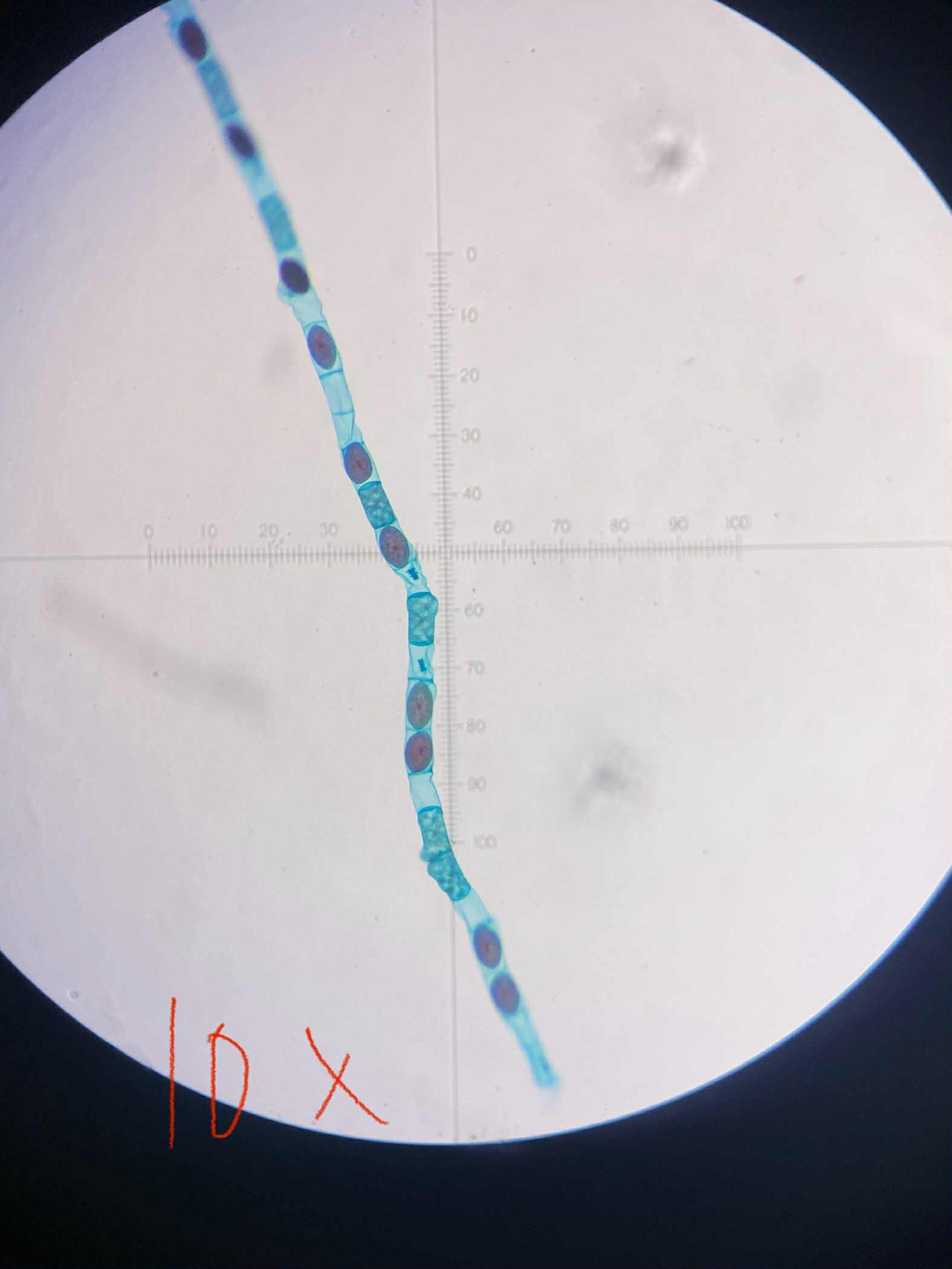 <p>specimen</p><p>phylum</p><p>color</p><p>shape</p><p>cell arrangement</p><p>motility</p><p>characteristic</p>