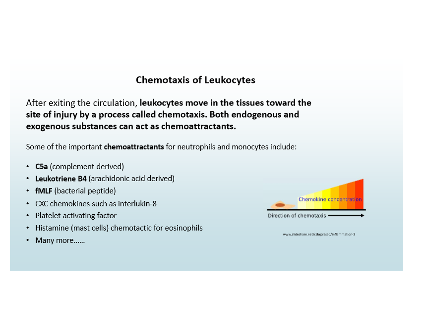 <p>Leukocytes move toward injury guided by chemoattractants</p>