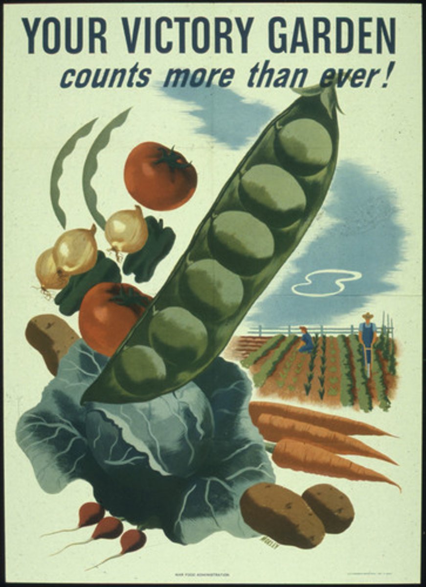 <p>Backyard gardens; Americans were encouraged to grow their own vegetables to support the war effort</p>