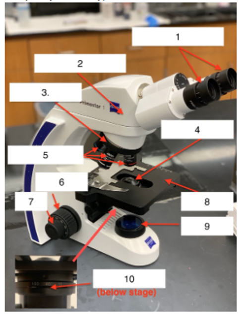 <p>Identify the numbered parts on the microscope</p>