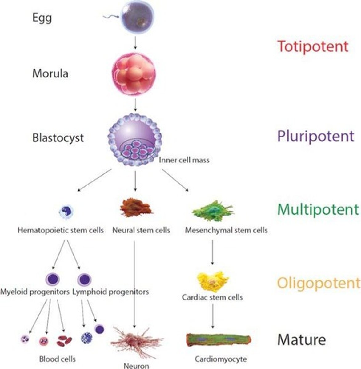 <p>-Capable of "self-renewal"</p><p>-Divide and develop into 3 primary germ layers of early-embryo and placenta</p><p>-Fertilized egg</p>