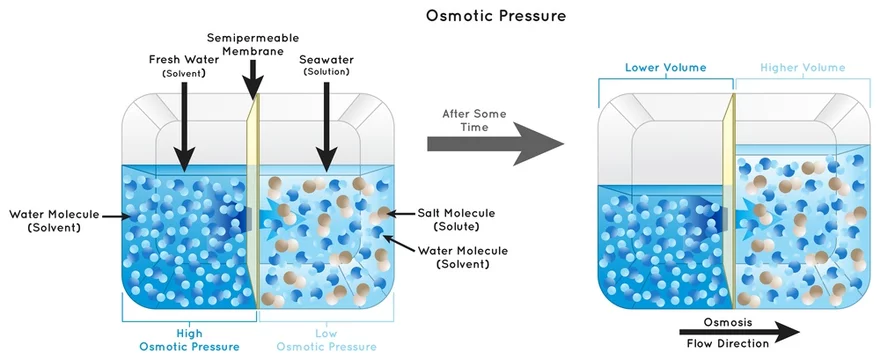<p><span style="color: purple"><strong><u>Diffusion</u></strong></span> is the<strong> movement of particles from a high to lower concentration.</strong><span> </span><span style="color: blue"><strong><u>Osmosis</u></strong></span><strong> </strong>is a <u>type</u> of <span style="color: purple"><strong>diffusion</strong></span><strong> </strong><u>but</u><strong> across a partially permeable membrane</strong><span>(from a <u>diluted</u> to a <u>concentrated</u> solution)</span></p>