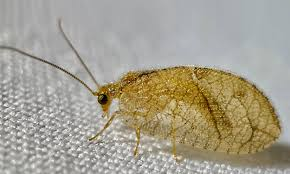 <p>Brown Lacewings</p>