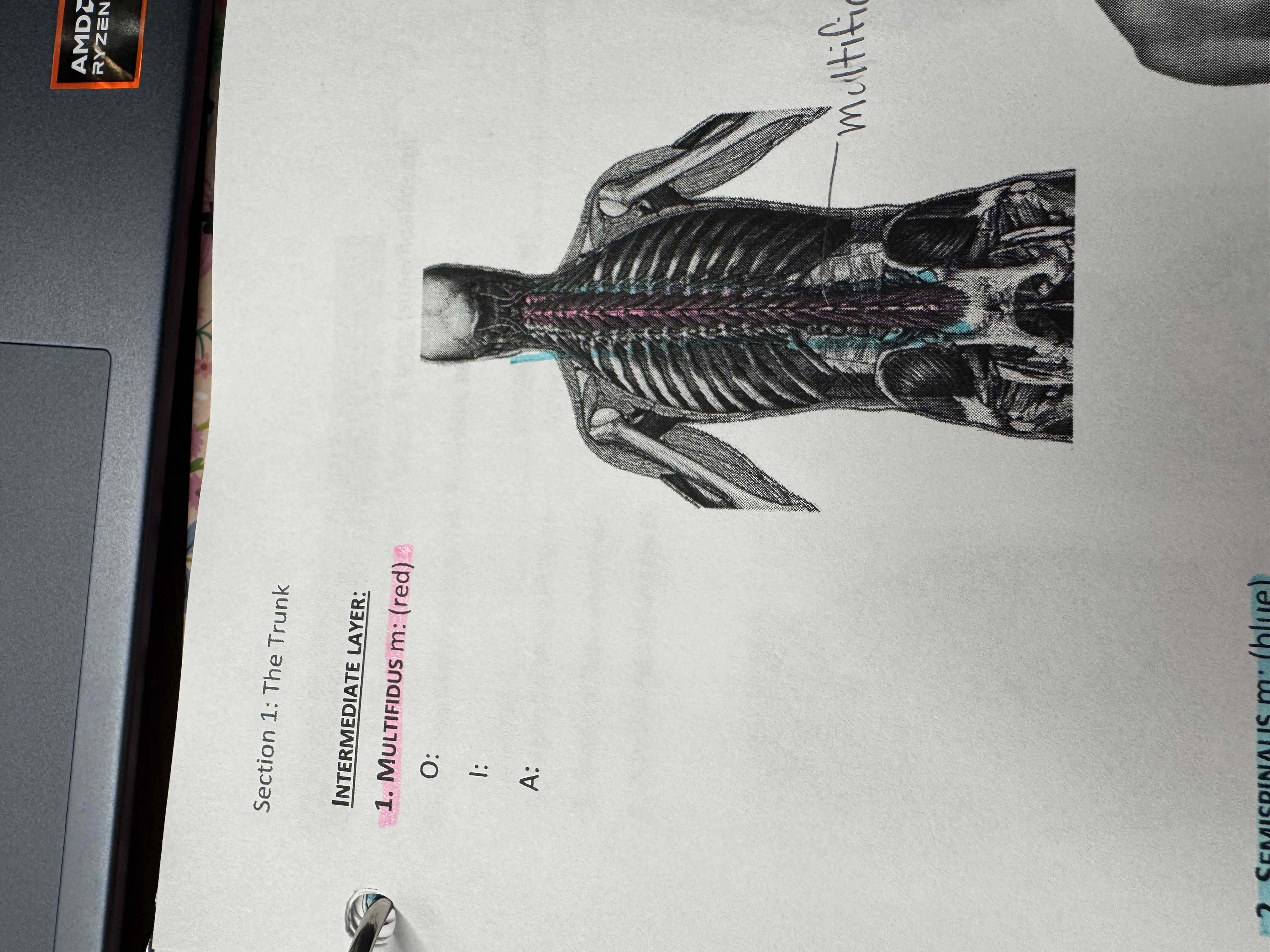 <p>What muscle</p>