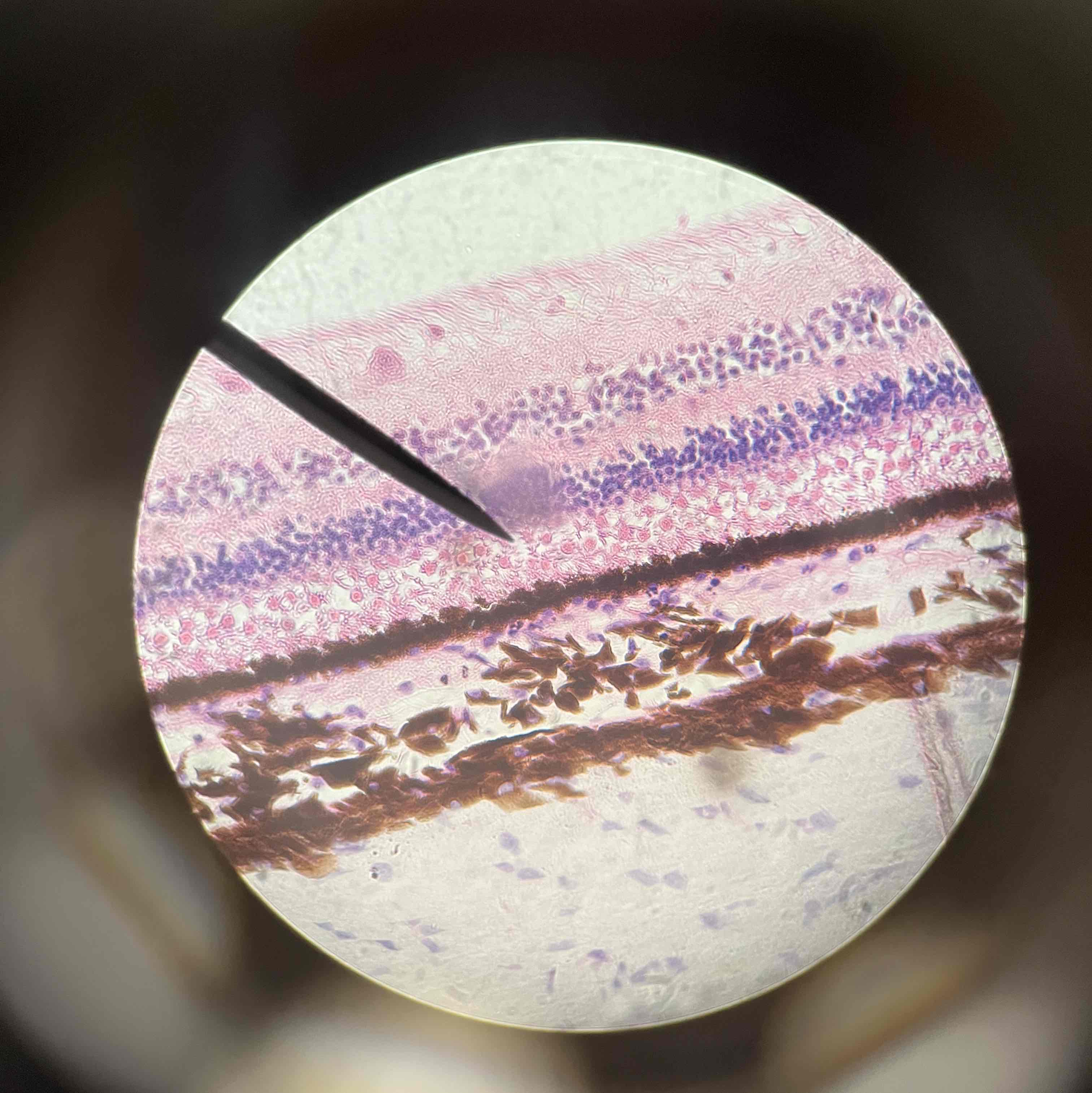<p>Histology </p>