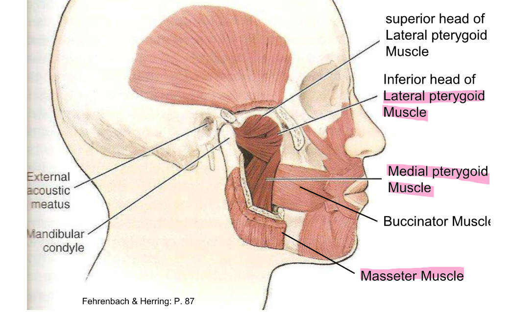 <p>Masseter, temporalis, medial pterygoid and lateral pterygoid muscle </p>