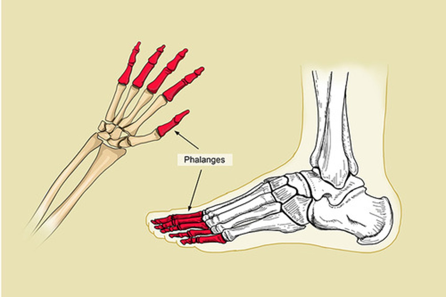 <p>phalanges, bones of finger and toes</p>