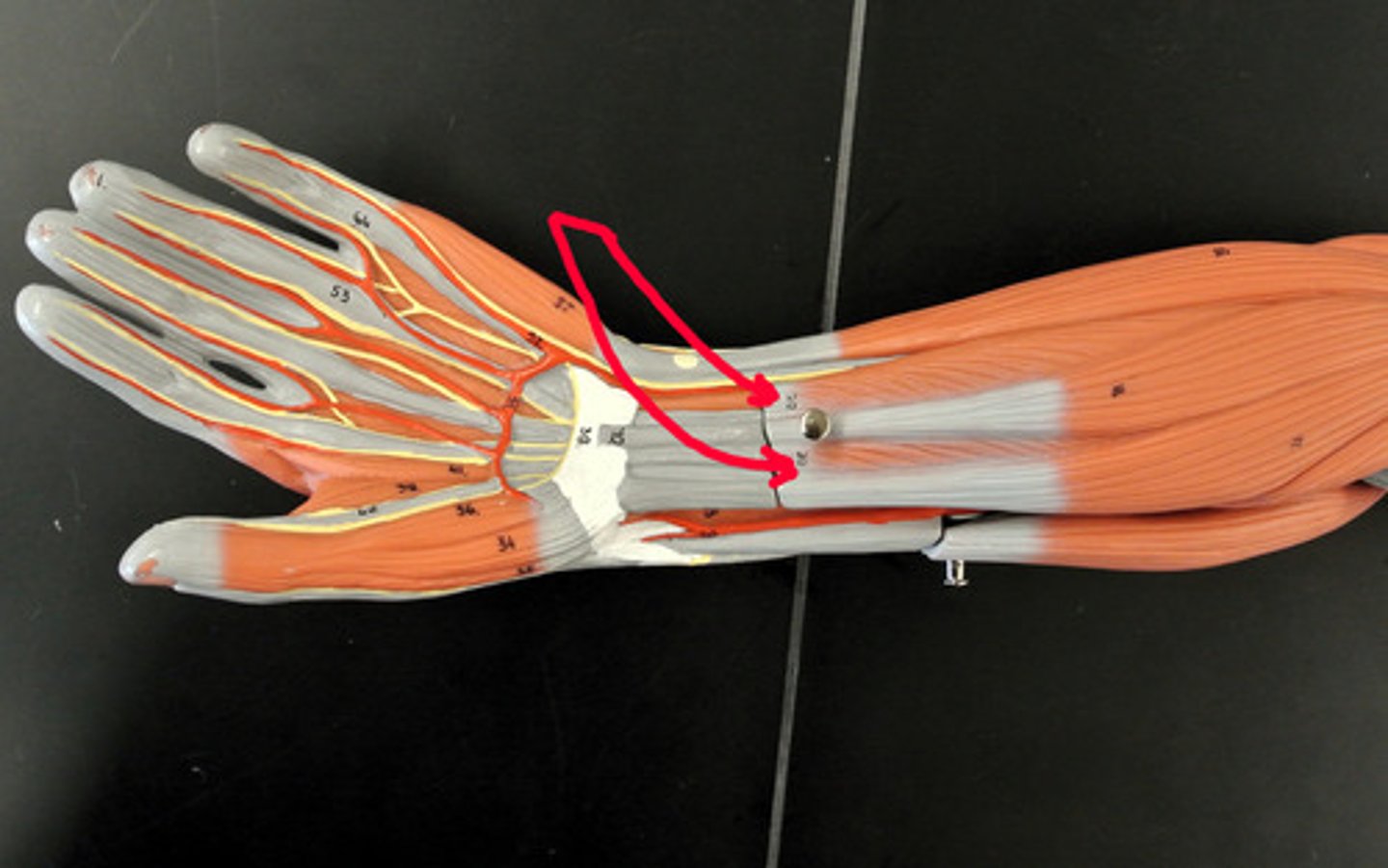 <p>A muscle that flexes the digits.</p>
