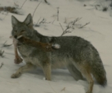 <p>Canis latrans</p>