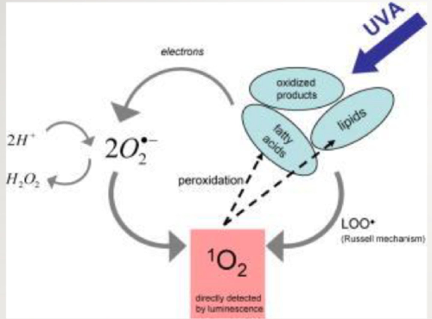 <p>UVA photooxidation; degradation of fatty acids</p>