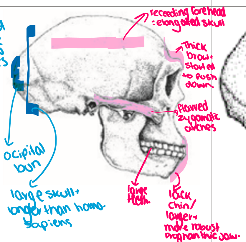 <ul><li><p><strong>Europe and middle east </strong></p></li><li><p>1450cm3 cranial capacity (not necessarily smartest) </p></li><li><p>barrel shaped rib cage </p></li><li><p>long and low brain case </p></li><li><p>depression at back of skull for neck muscle attachment </p></li><li><p>large teeth </p></li><li><p>shorter, more robust and muscular bodies than humans </p></li><li><p>wide shoulders </p></li><li><p>thick limbs with large joint </p></li><li><p>wide pelvis </p></li><li><p>short limbs </p></li><li><p>bipedal </p></li><li><p>body structure suited for western europe climate </p></li><li><p>walked to europe </p></li></ul><p></p>