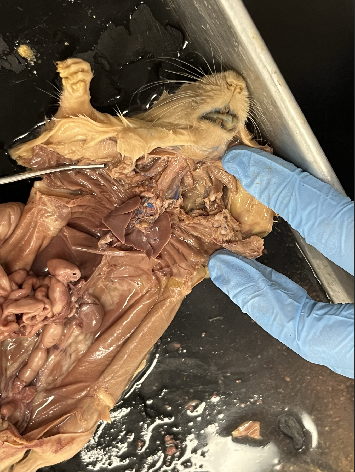 <p>identify the trachea and lungs</p>