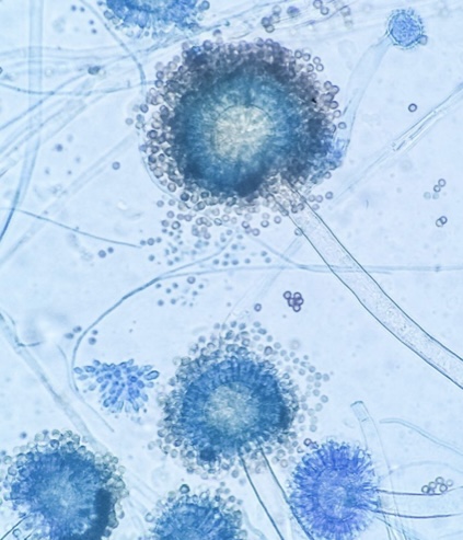 <p>Identify: Fungi</p>
