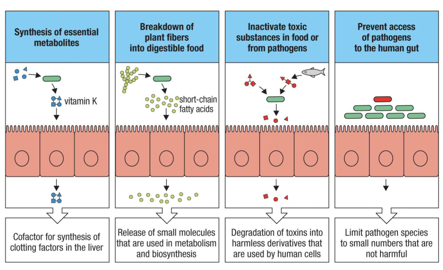 <p>The <strong>microbiome</strong></p><p><span><span>Commensal microflora are the “friendly” bacteria, viruses, fungi, protozoa, and</span></span><br><span><span>worms that exist in equilibrium (symbiosis) with the host</span></span></p><ul><li><p><span><span>Provide </span><strong><span>vitamins </span></strong><span>and </span><strong><span>nutrients (</span></strong></span>ex: Vitamin K, A, B-12)</p></li><li><p><span><strong><span>Degrade</span></strong><span> toxins (</span></span>inactivate toxins) </p></li><li><p><span><strong><span>Protect</span></strong><span> from pathogens (competition) (</span></span>outcompete pathogens)</p></li></ul><p>*image important </p>