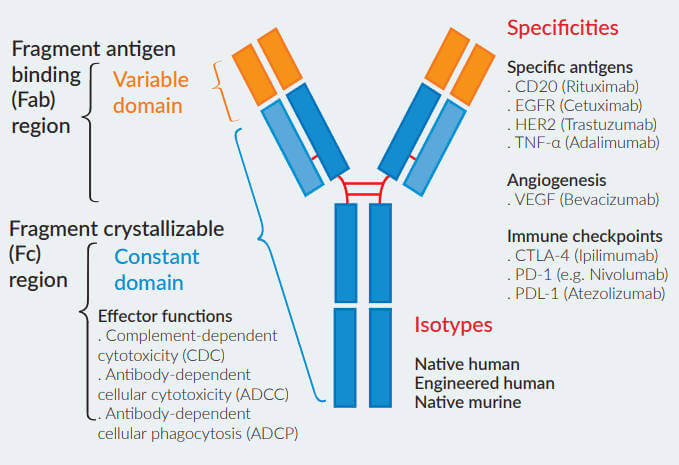<p>The isotype of an antibody is determined by the structure of its <strong>F<sub>c </sub>region</strong>.</p>