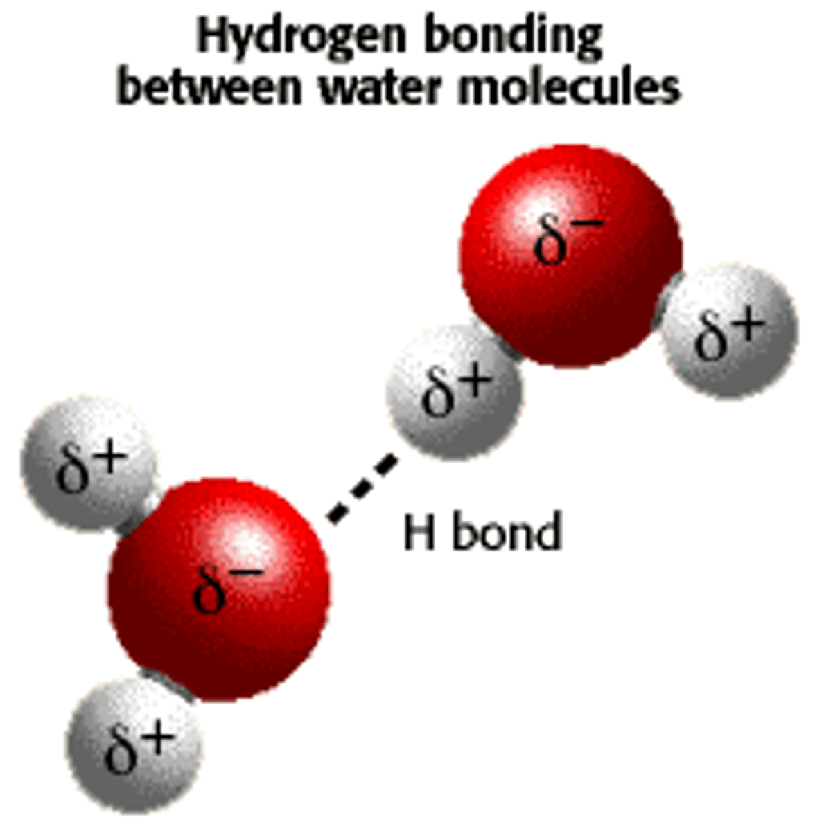 <p>hydrogen bonds. slight - charge on the oxygen attracts slight + hydrogen atom. weak bond individually.</p>