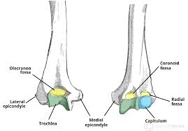 <p><span><span>spool-like part at the bottom of your upper arm bone (</span></span>humerus<span><span>) that fits perfectly into a notch on your forearm bone (</span></span>ulna<span><span>)</span></span></p>