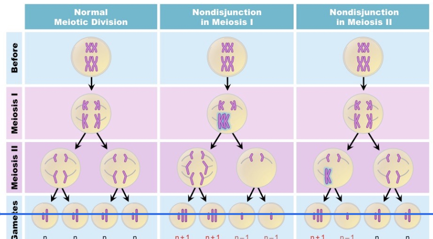 <p><span style="background-color: transparent; font-family: "Proxima Nova", sans-serif;"><span>Homologous pairs </span><strong><span>do not separate</span></strong><span> properly during Meiosis 1</span></span></p>