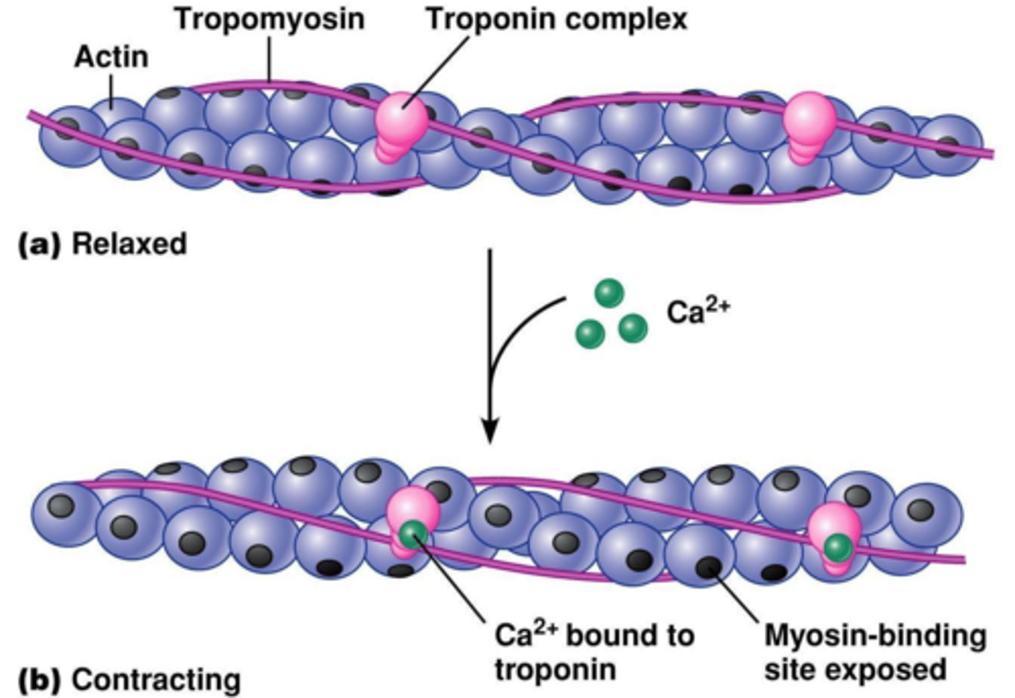 <p>Calcium ions bind to tropomyosin, causing it to change shape and move away from the actin-myosin binding sites, exposing them for myosin binding.</p>