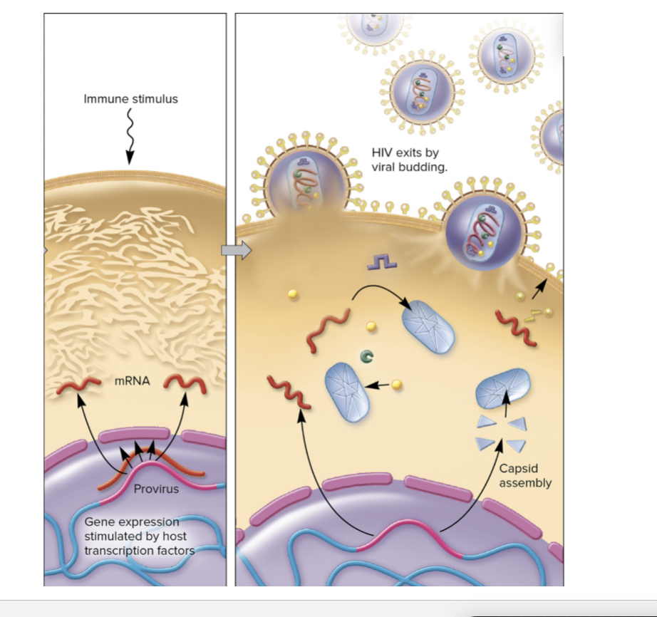 <p><span><span>HIV genome</span></span></p>