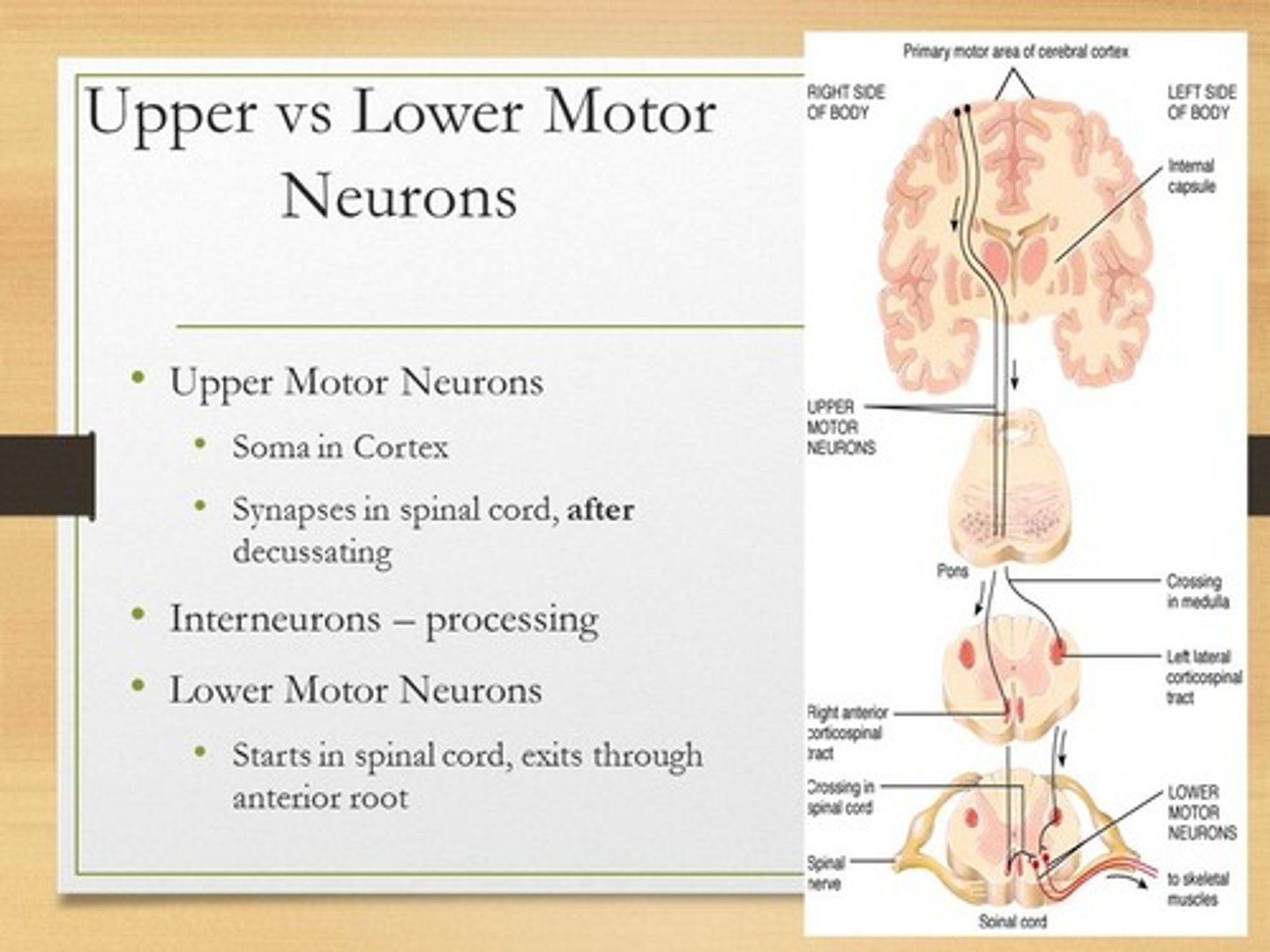 <p>(B) I and II Only</p><p>The soma of lower motor neurons are located in the following locations:</p><p>(1) Spinal Cord</p><p>(2) Brain Stem (particularly for the cranial nerves)</p>