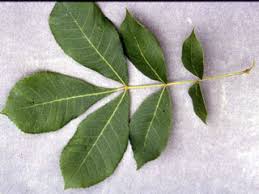 <p>what is the scientific name of mocker nut hickory (hairy stem!!!)</p>