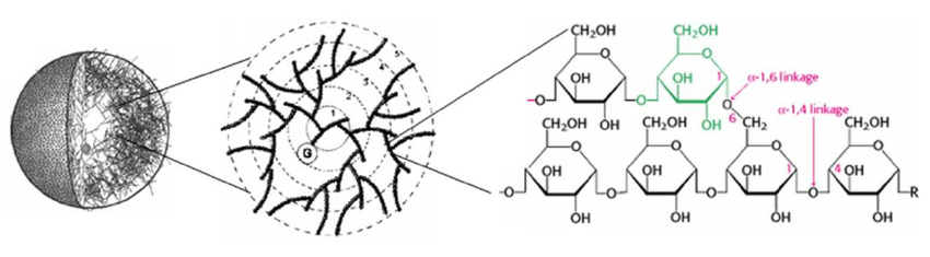 <p>animal, alpha-glucose, 1-4 and 1-6 bonds, branches per 10 subunits</p>