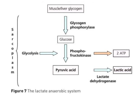 <p>Glycogen is converted to glucose by the enzyme glycogen phosphorylase</p><p>Glucose is then broken down to pyruvic acid by enzyme phosphofructokinase → this is called anaerobic glycolysis</p><p>Pyruvic acid is then broken down by the enzyme lactate dehydrogenase into lactic acid</p><p>Lactic acid denatures the enzymes involved in respiration meaning the muscle cells become slower are re-synthesising ATP</p>