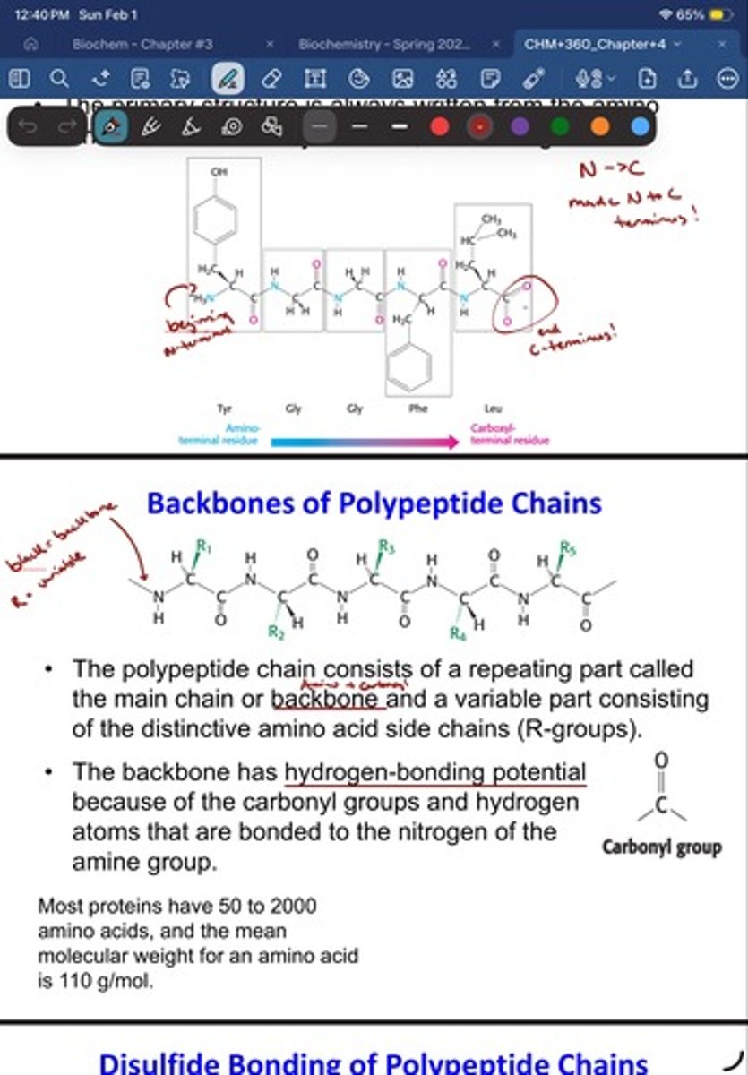 <p>- the polypeptide chain consists of a repeating part called</p><p>the main chain or backbone and a variable part consisting</p><p>of the distinctive amino acid side chains (R-groups).</p><p>- The backbone has hydrogen-bonding potential</p><p>because of the carbonyl groups and hydrogen</p><p>atoms that are bonded to the nitrogen of the</p><p>amine group</p>