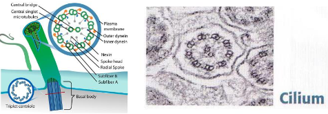 <p>What are cilia?</p>