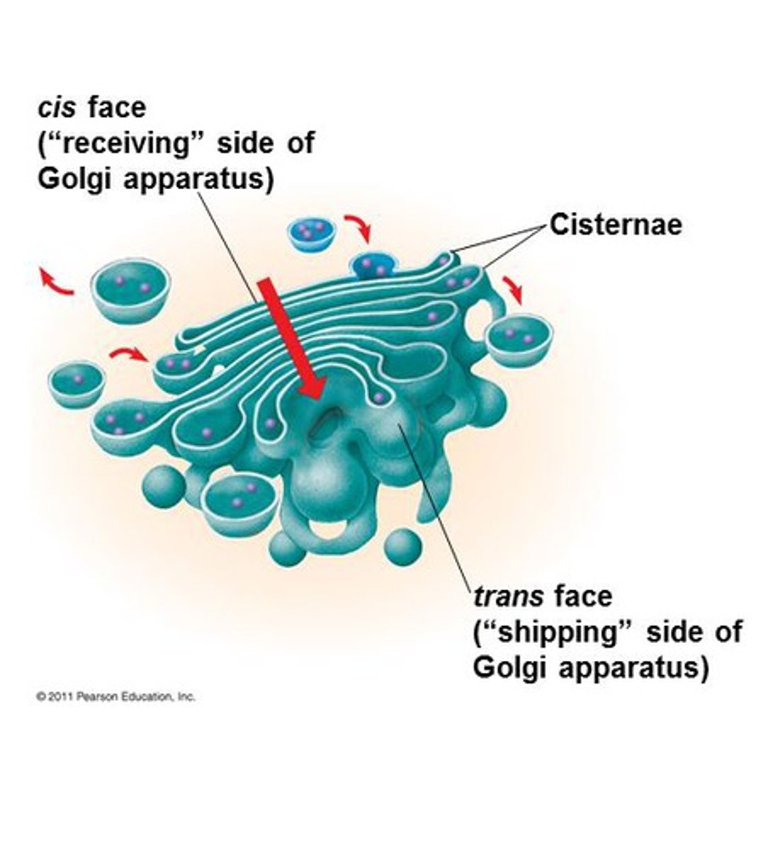 <p>Start at the cis side of the Golgi (close to the RER) then it moves to the trans side, closest to the plasma membrane</p>