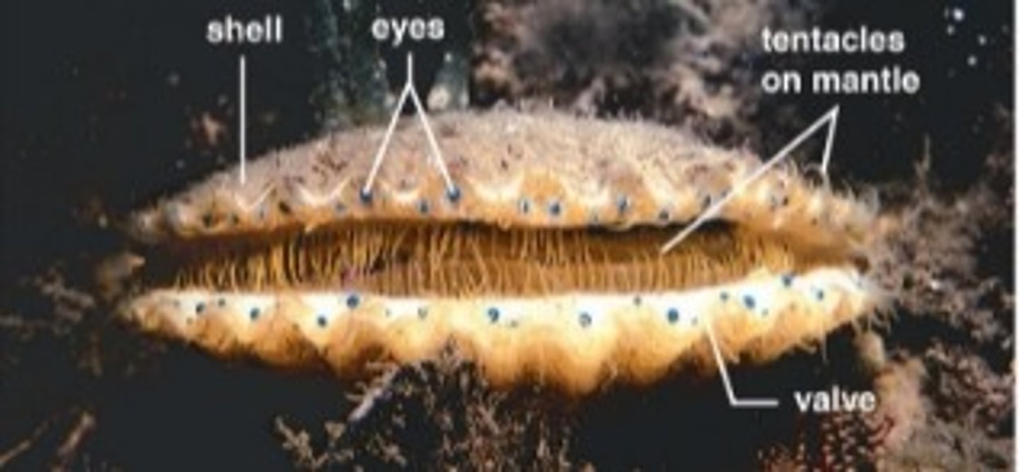 <p>- 2 part shells composed of protein and calcium carbonate are secreted by male</p><p>- gills located within the mantle cavity, used for gas exchange</p><p>- filter feeders: water enters through incurrent siphon</p><p>examples: clams, oysters, scallops, mussels</p>